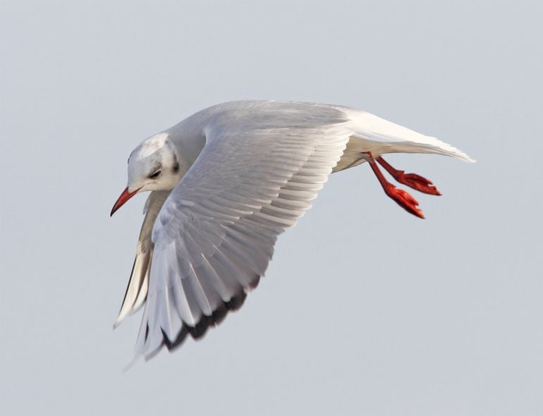 Gaviota reidora