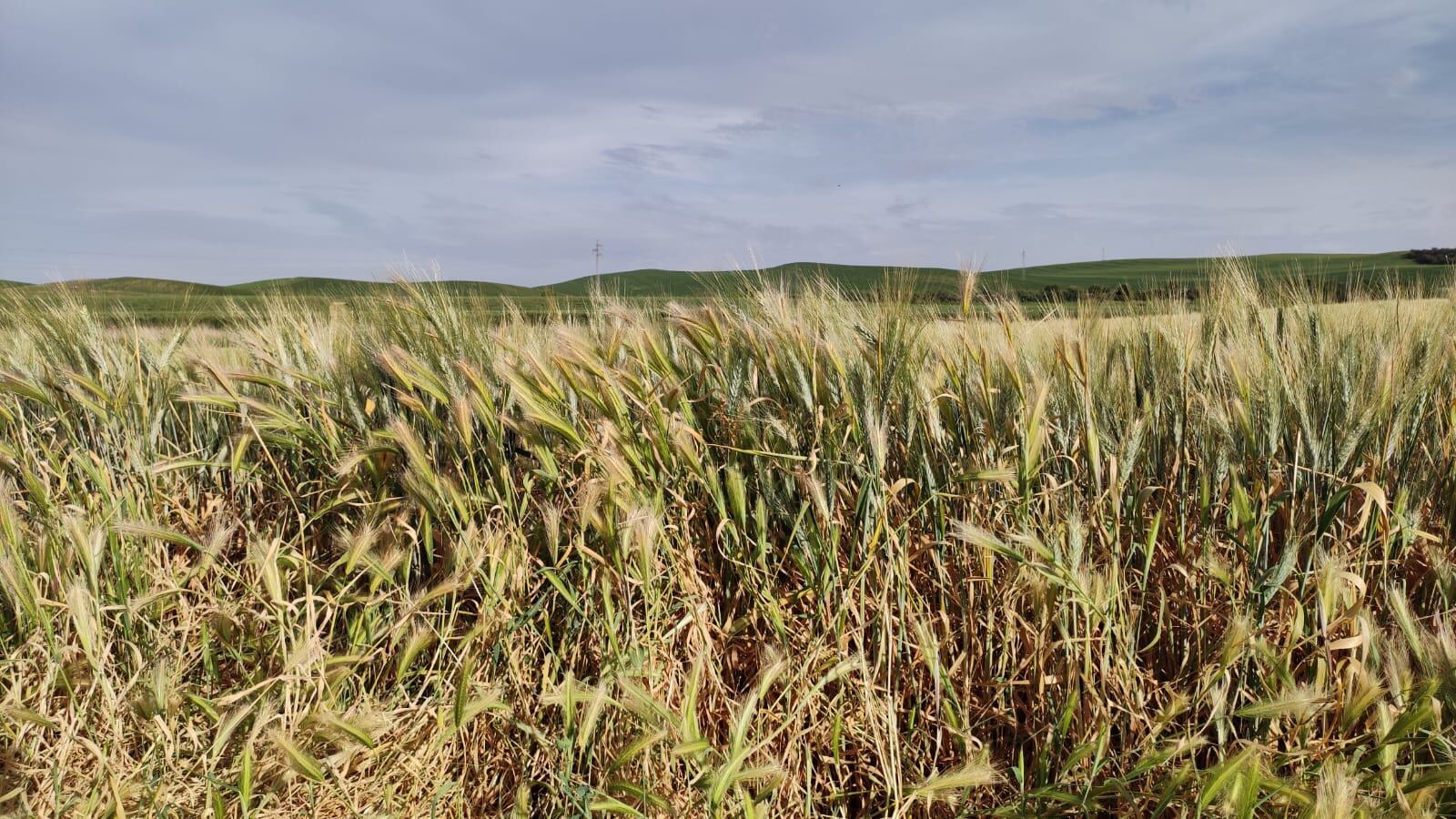 Escaso desarrollo del trigo duro de Córdoba como consecuencia de la sequía