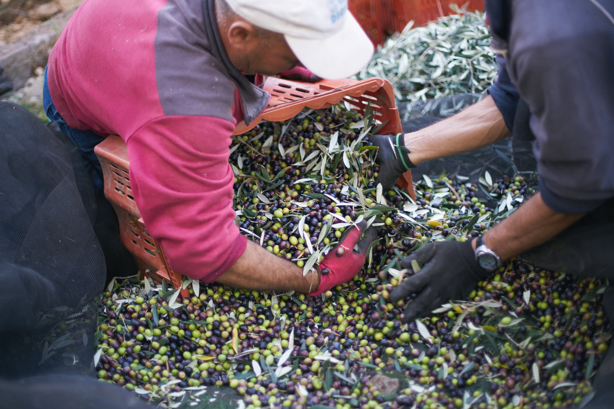 Agricultores durante la recogida de aceituna