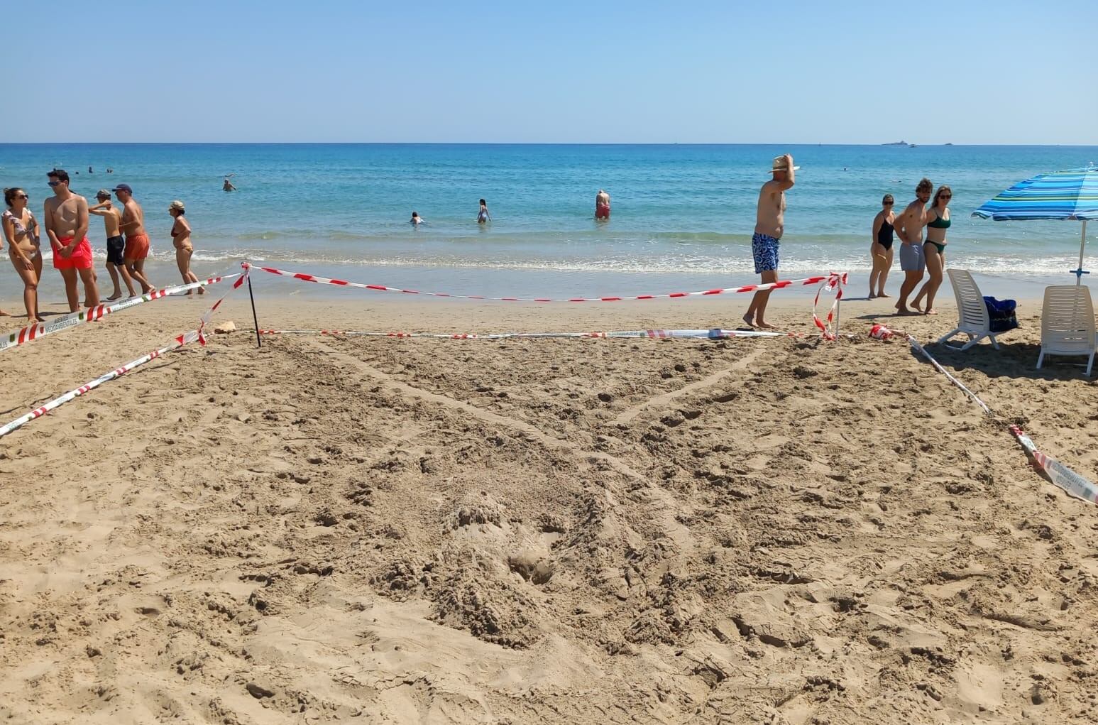 Zona acotada en la Playa de Amoladeras en Cartagena ante las huellas de una especia de tortuga boba, que solo abandona el agua para anidar o tratar de hacerlo