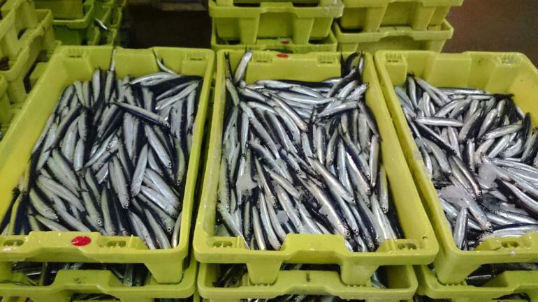 Pesca de bocartes en Santoña. 