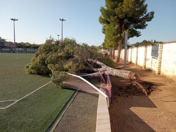 Se sigue trabajando en la retirada de árboles en diferentes puntos de la ciudad