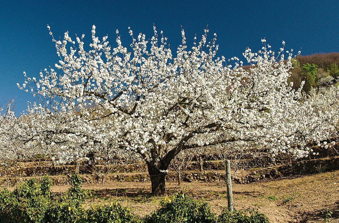  Cerezo en flor del Valle del Jerte CULTURA EXTREMADURA ESPAÑA EUROPA CÁCERES
 TURISMO DE VALLE DEL JERTE
 