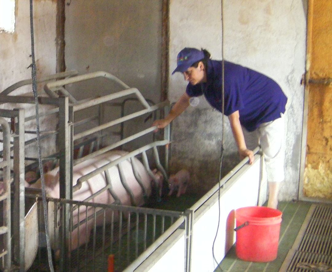 Rosa Arranz alimenta a los cochinillos en la nave de cerdos familiar