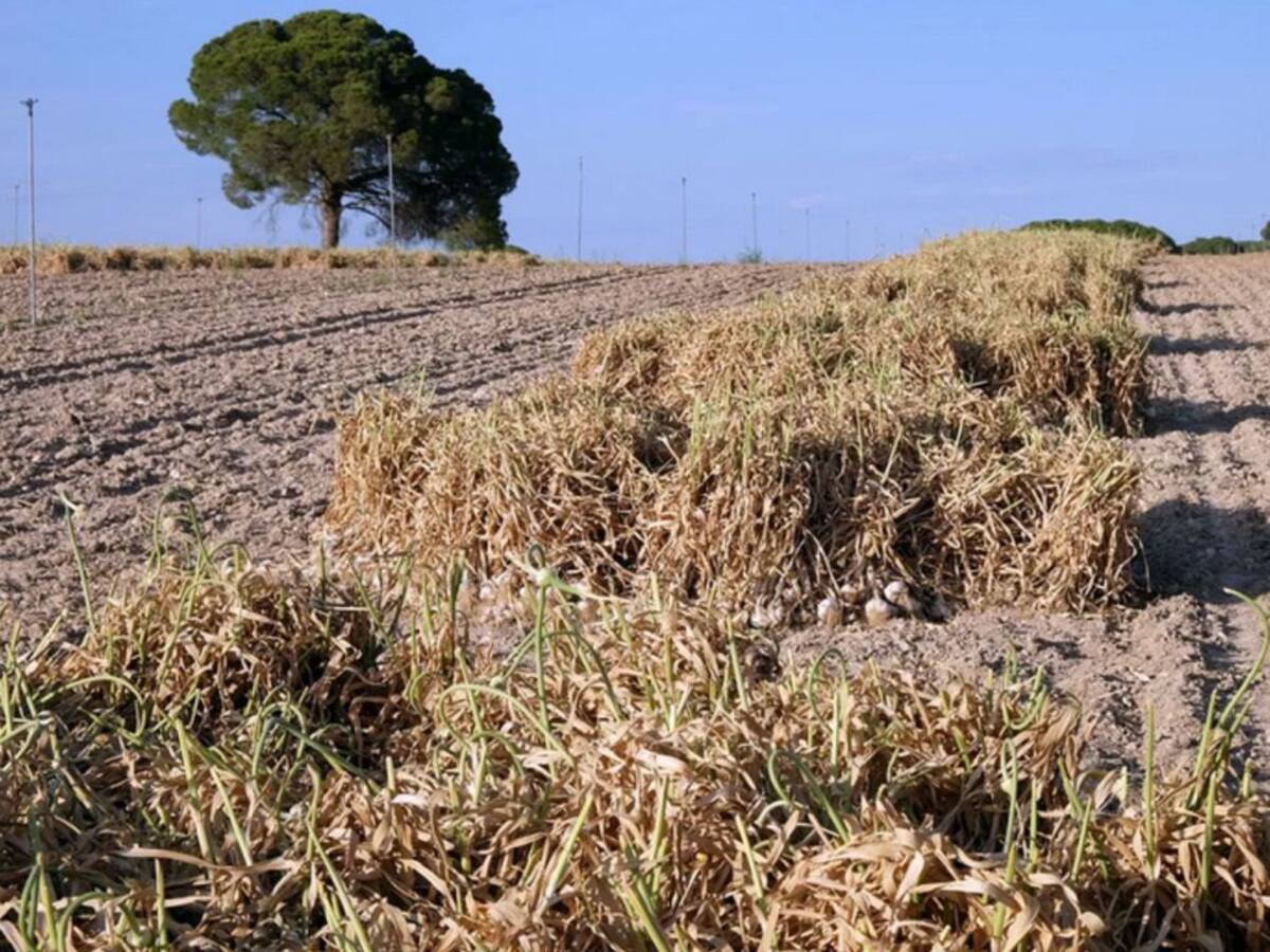 Asaja Ciudad Real recomienda adecuar los horarios de trabajo en el campo por las altas temperaturas