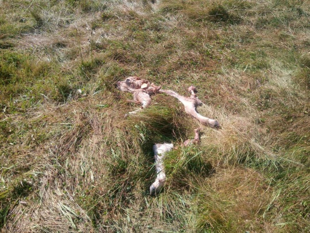 Resultado del ataque