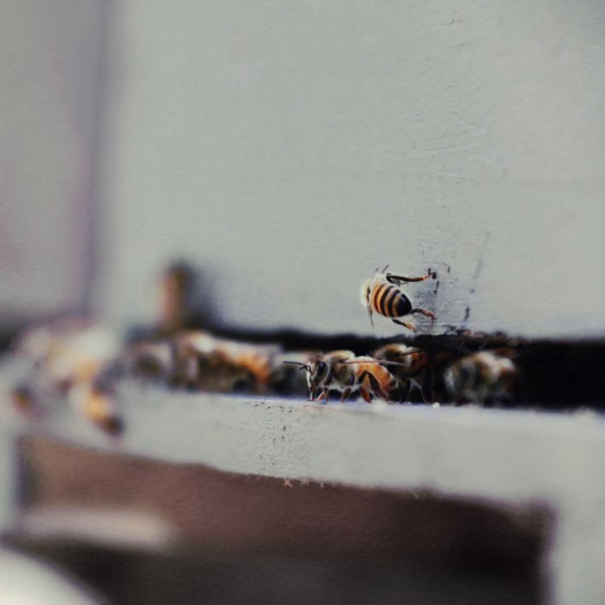 Aguas de Murcia y ANSE destinarán 70.000 euros al fomento de la biodiversidad en Murcia