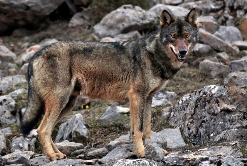 Imatges del llibre electrònic Durmiendo con lobos, del fotògraf Andoni Canela
