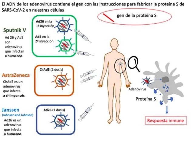 Comparación de tres vacunas contra Covid-19 basadas en adenovirus. Diseño: Mercedes Jiménez incluyendo material previo de Nuria Campillo.