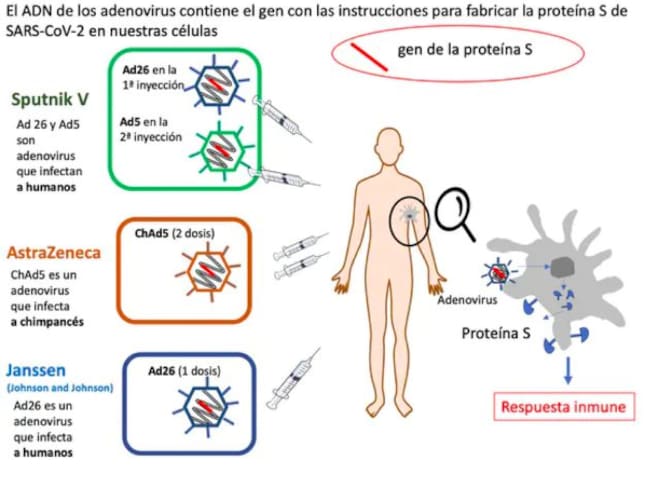 Comparación de tres vacunas contra Covid-19 basadas en adenovirus. Diseño: Mercedes Jiménez incluyendo material previo de Nuria Campillo.