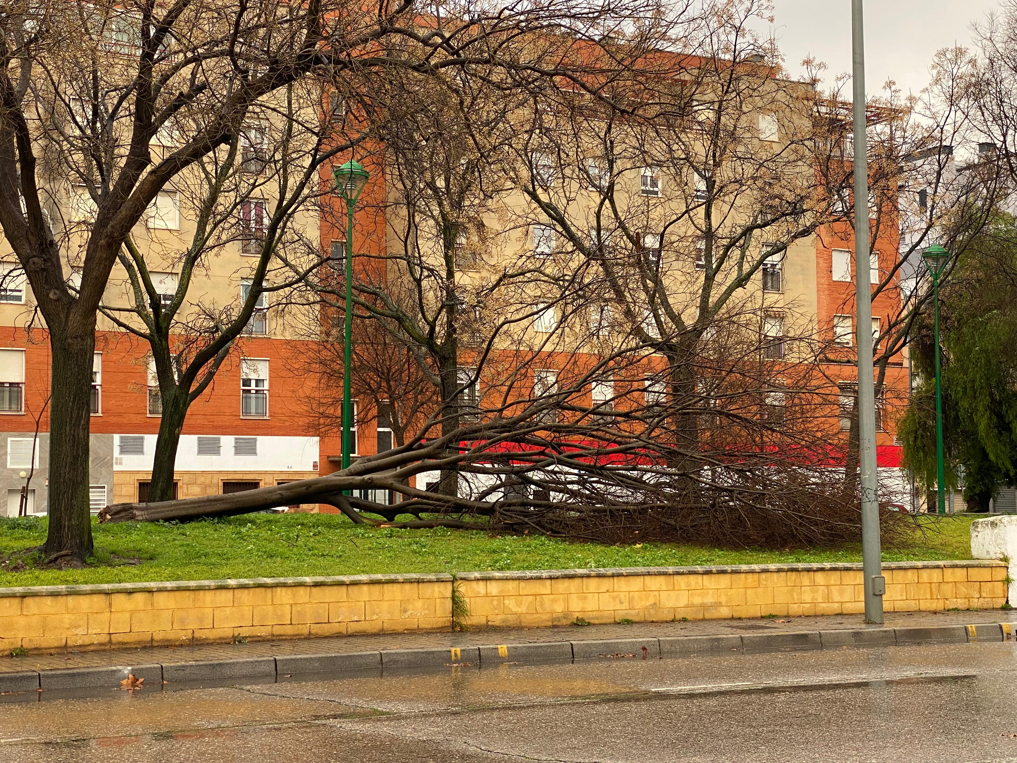 El temporal de viento provoca caídas de árboles, ramas y cornisas en Córdoba