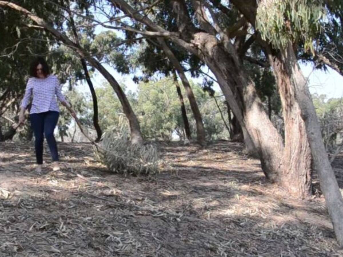 Ciudadanos denuncia el abandono de la pinada de La Marina