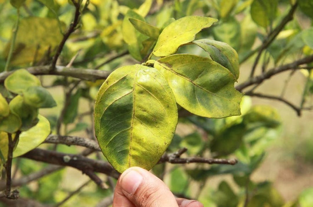 Hojas afectadas por la bacteria que nos quiere dejar sin naranjas.