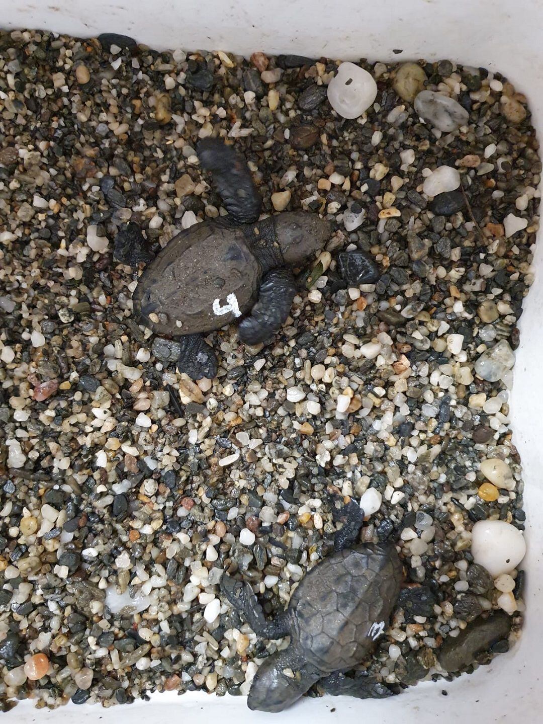 Imágenes del nido y de los ejemplares de Tortuga Boba localizados hoy en una cala de Calnegre.