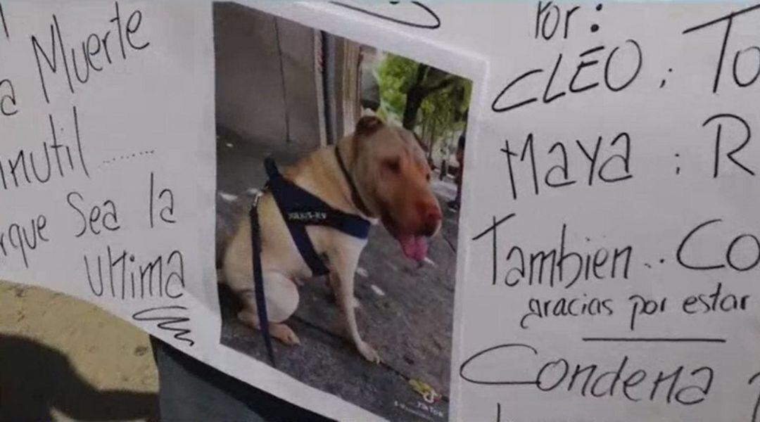 Uno de los perros maltratados, en una pancarta de la protesta de los vecinos 