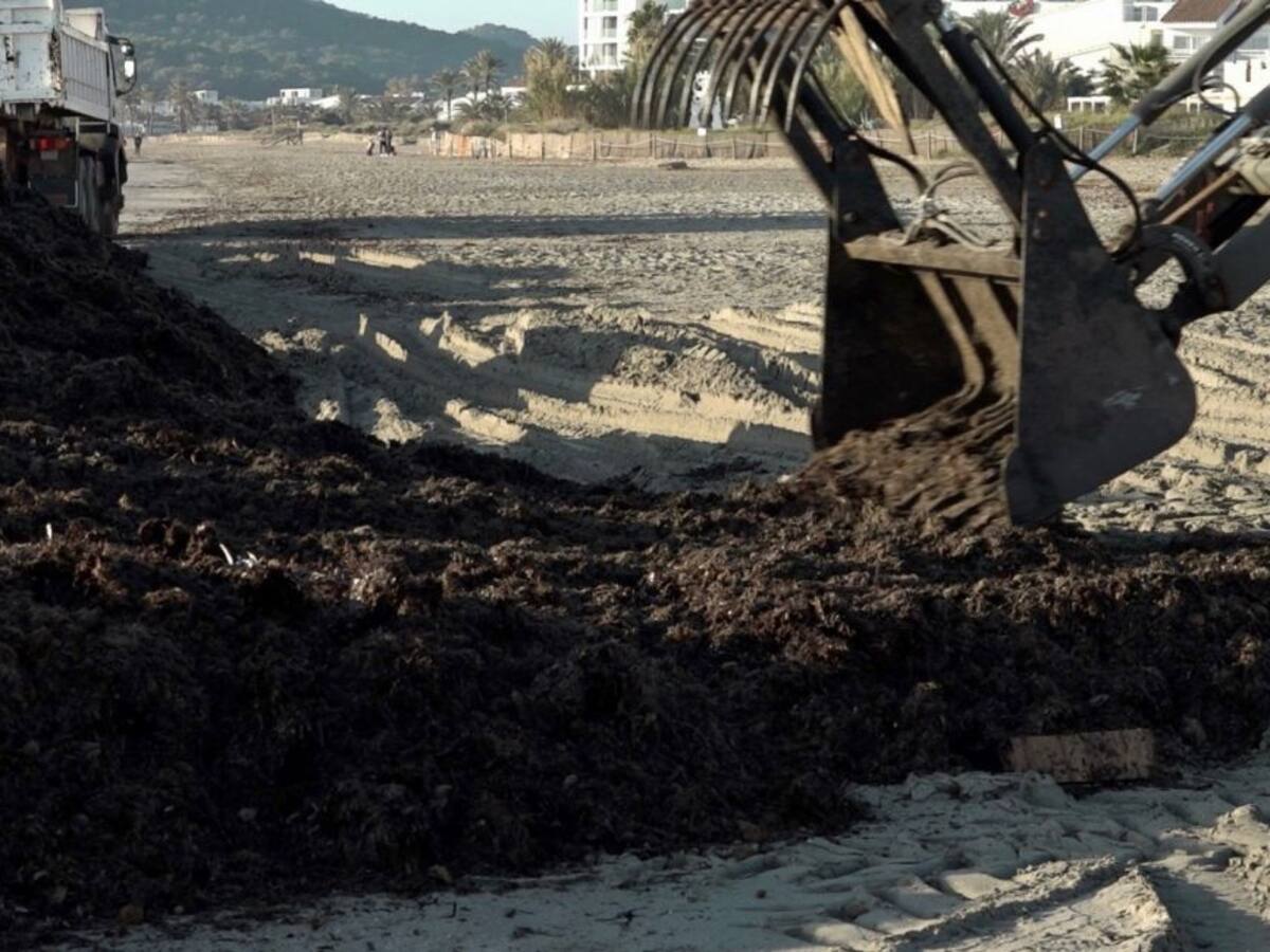 Los hoteleros acusan a Vila de no retirar la posidonia de Platja d'en Bossa