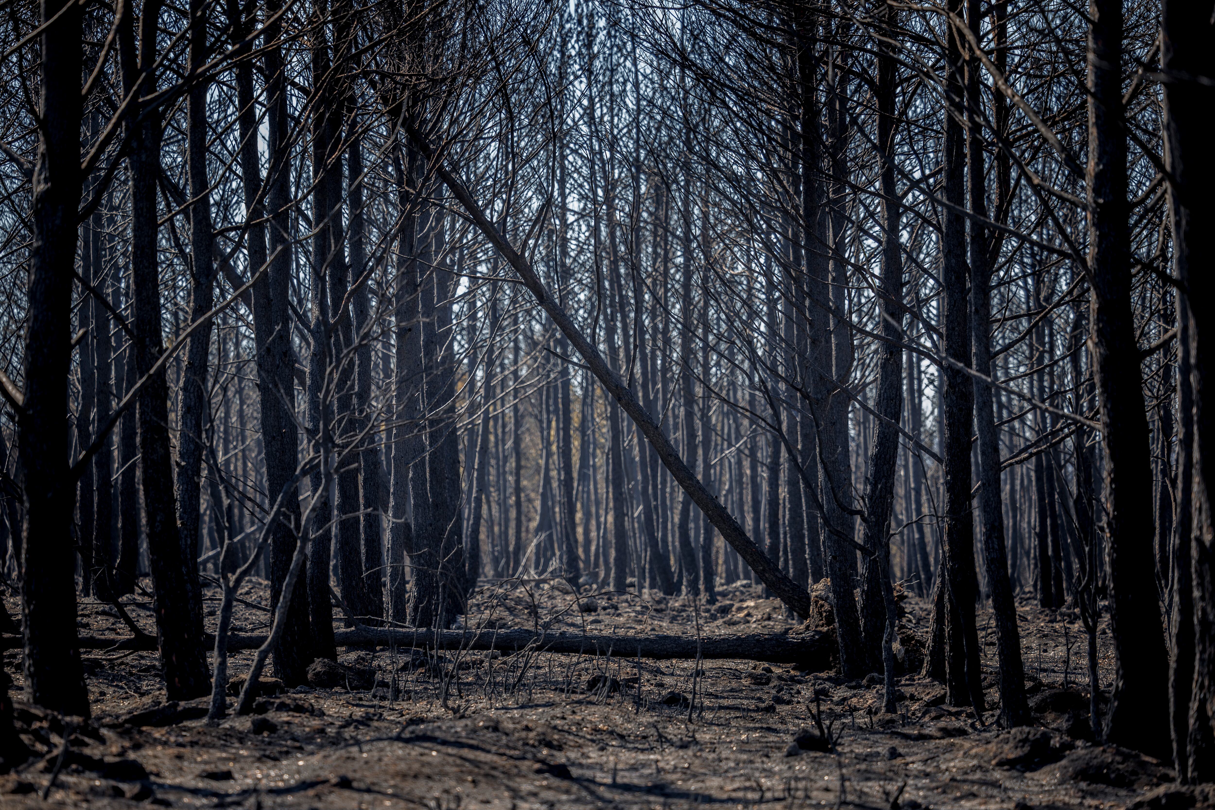Vista general de la zona calcinada por el incendio forestal de Bejís