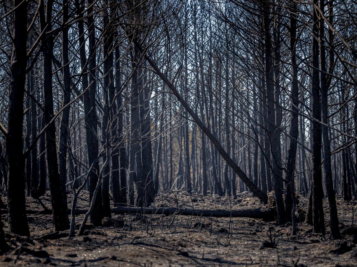 El Consell espera tener aprobado en dos semanas el Plan para la Recuperación de las zonas afectadas