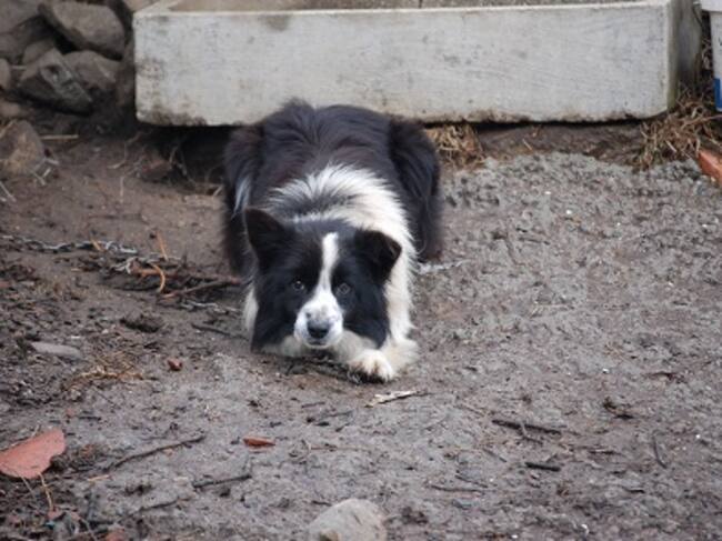 Foto del perro que se encontraba junto a los dos desaparecidos