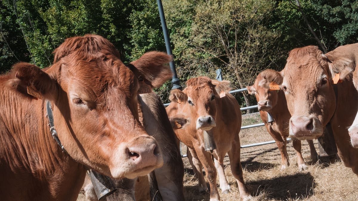 Entrevista con Noemí Manzanos, consejera de Agricultura y Ganadería (21/02/2026)