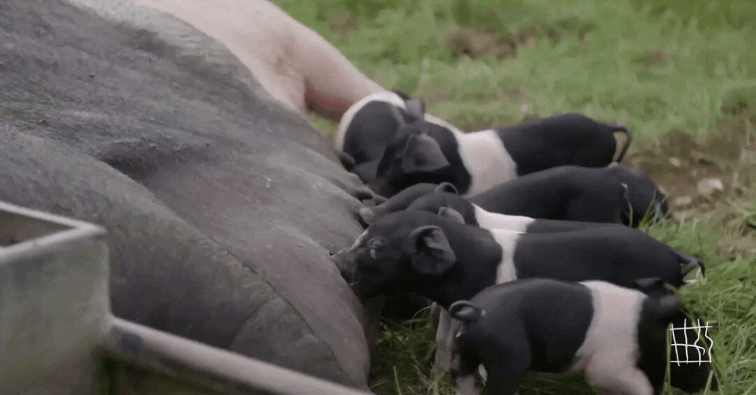 Un grupo de lechones criados en libertad