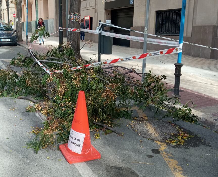 Ramas caídas en la avenida Constitución de Alicante por el temporal de viento