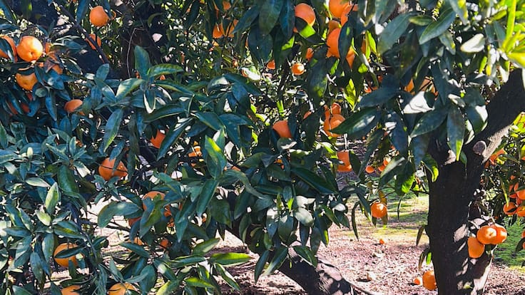 Entrevista a Pep Roselló en "Hoy por Hoy Xàtiva"