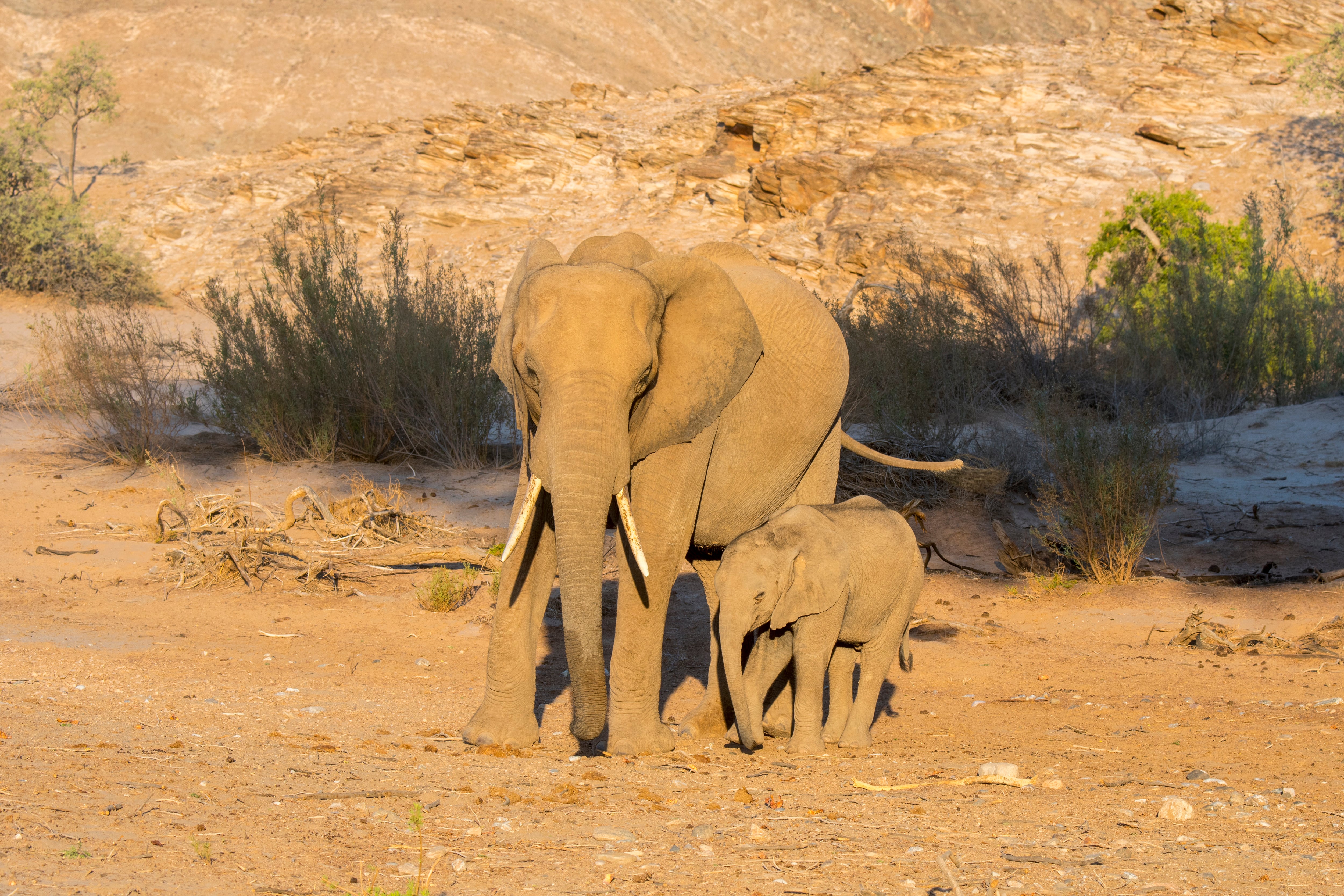 Elefantes africanos en un Parque Nacional de Namibia. Archivo.