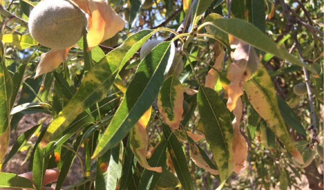 Almendo afectado por Xylella