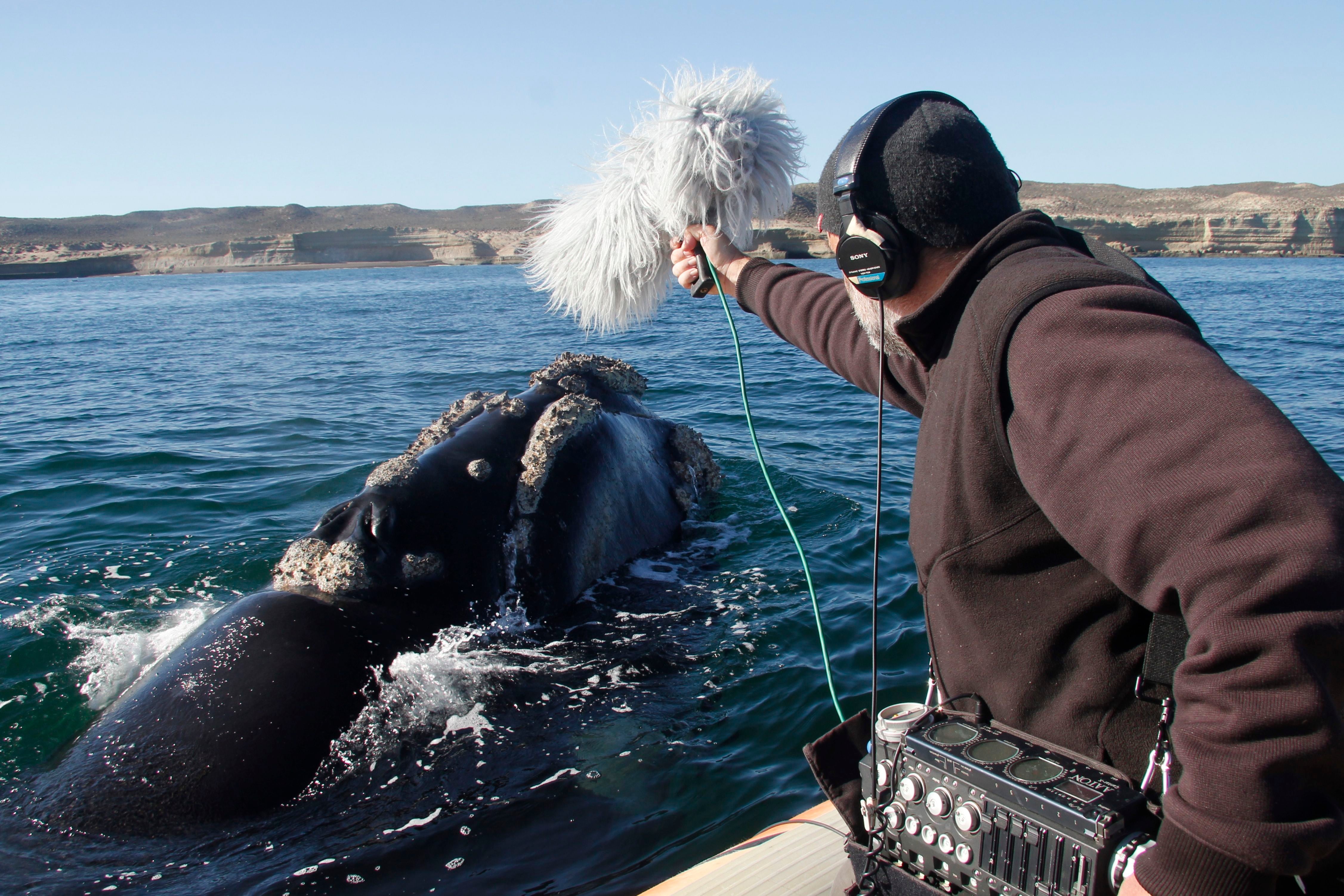 Carlos de Hita graba el sonido de una ballena en La Patagonia