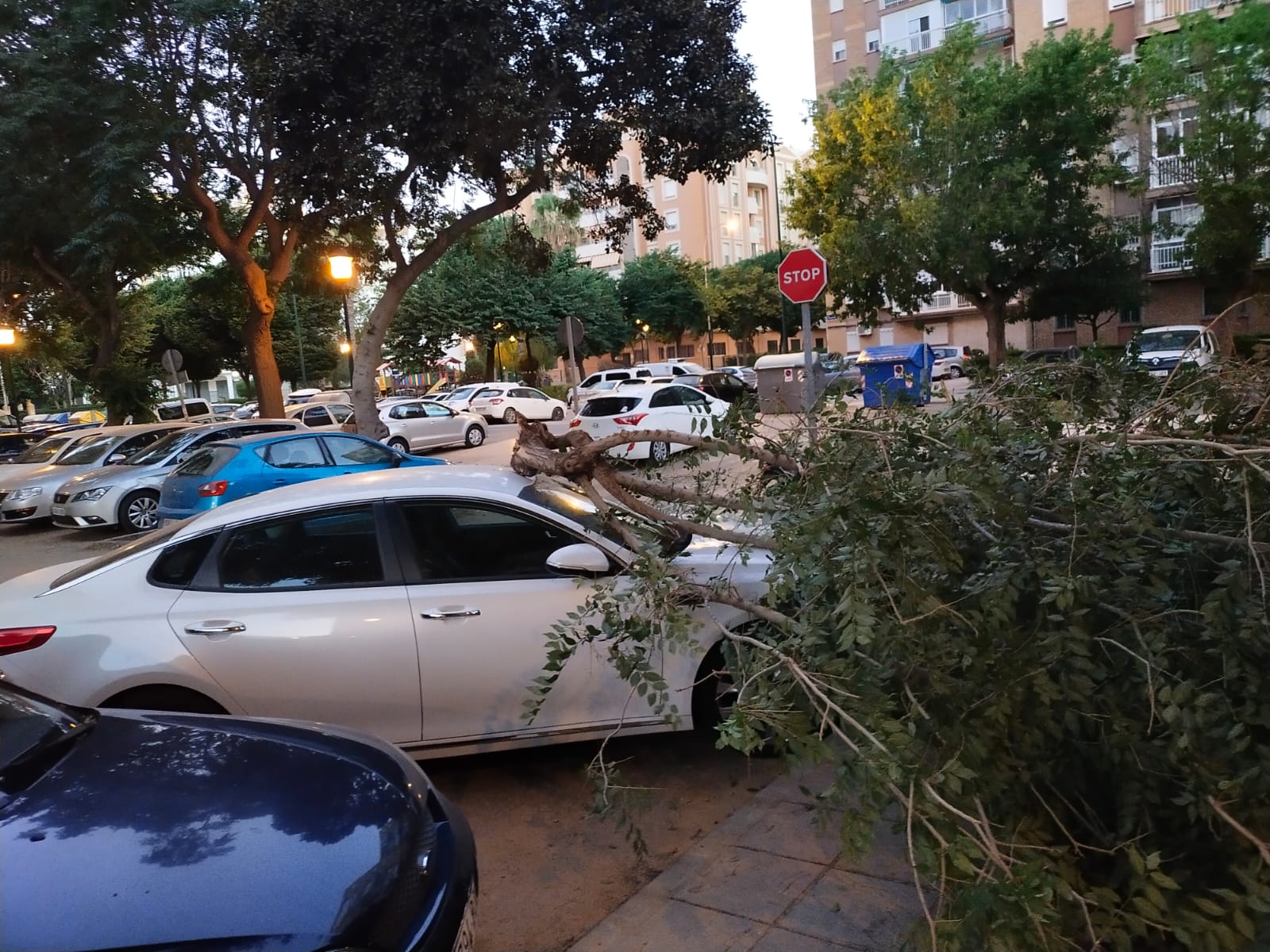 El árbol se ha desplomado afortunadamente de madrugada en una de las calles más concurridas del barrio