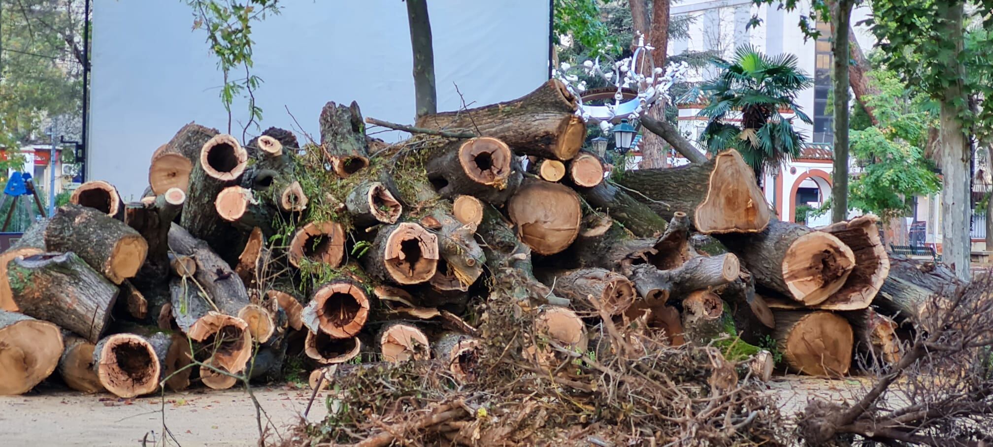 Actuaciones en los Jardines del Prado ante el mal estado de los árboles