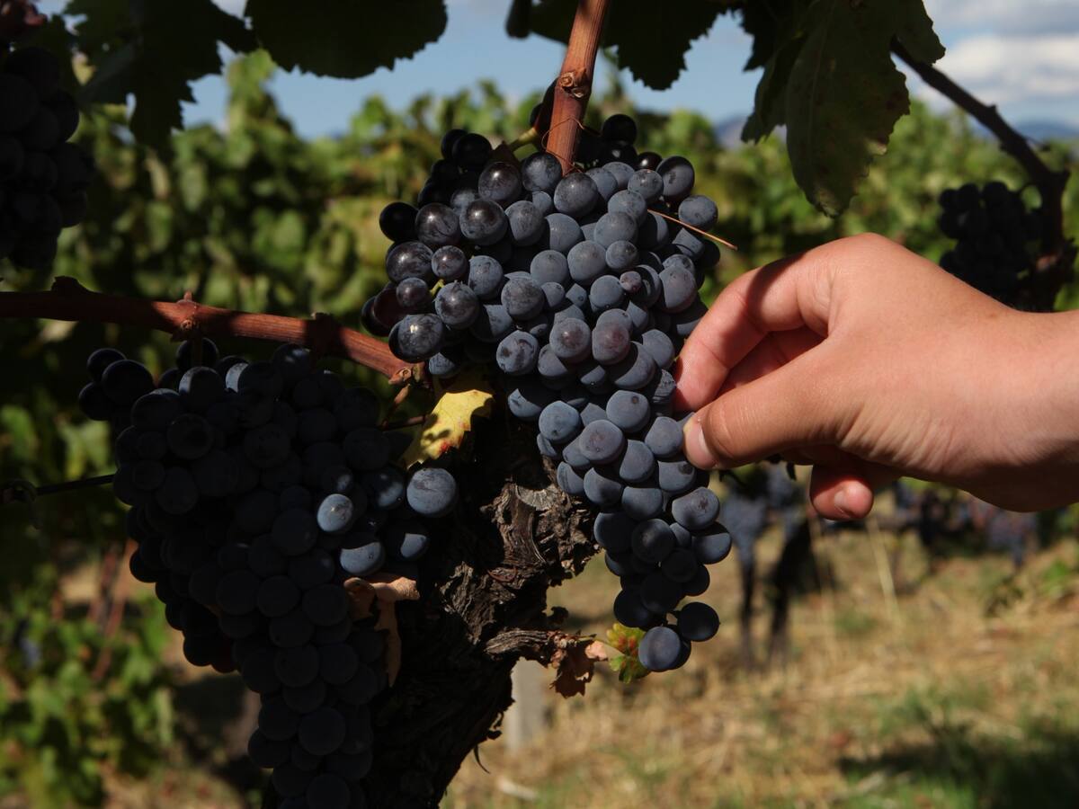 La Fiesta de la vendimia este año en plena recogida de la uva