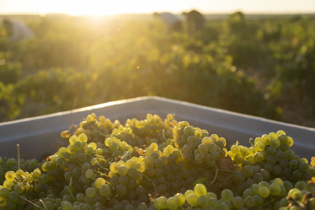 La vendimia y la Ruta del Vino de Rueda ofrecen varias propuestas a los turistas 