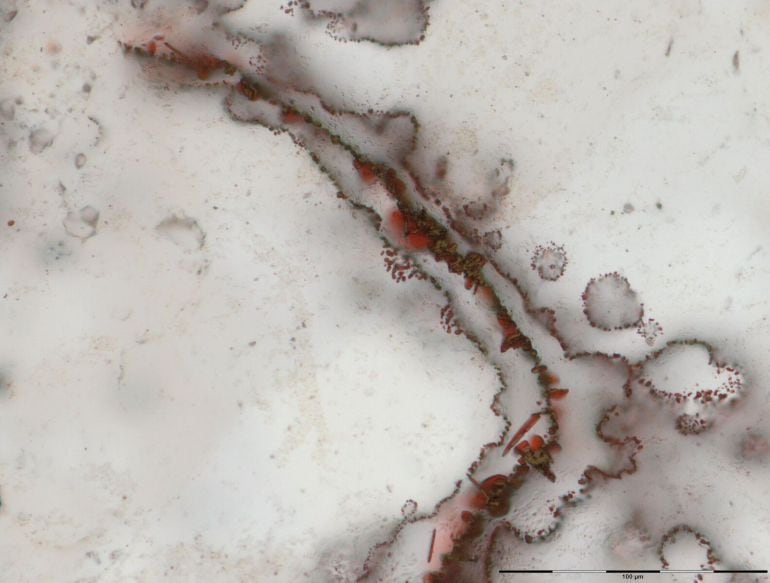 Los fósiles más antiguos descubiertos son unos “pequeños filamentos” formados por bacterias que vivieron en hierro hace más de 3.700 millones de años y que se han encontrado encerrados en capas de cuarzo en una zona de Quebec (Canadá). 