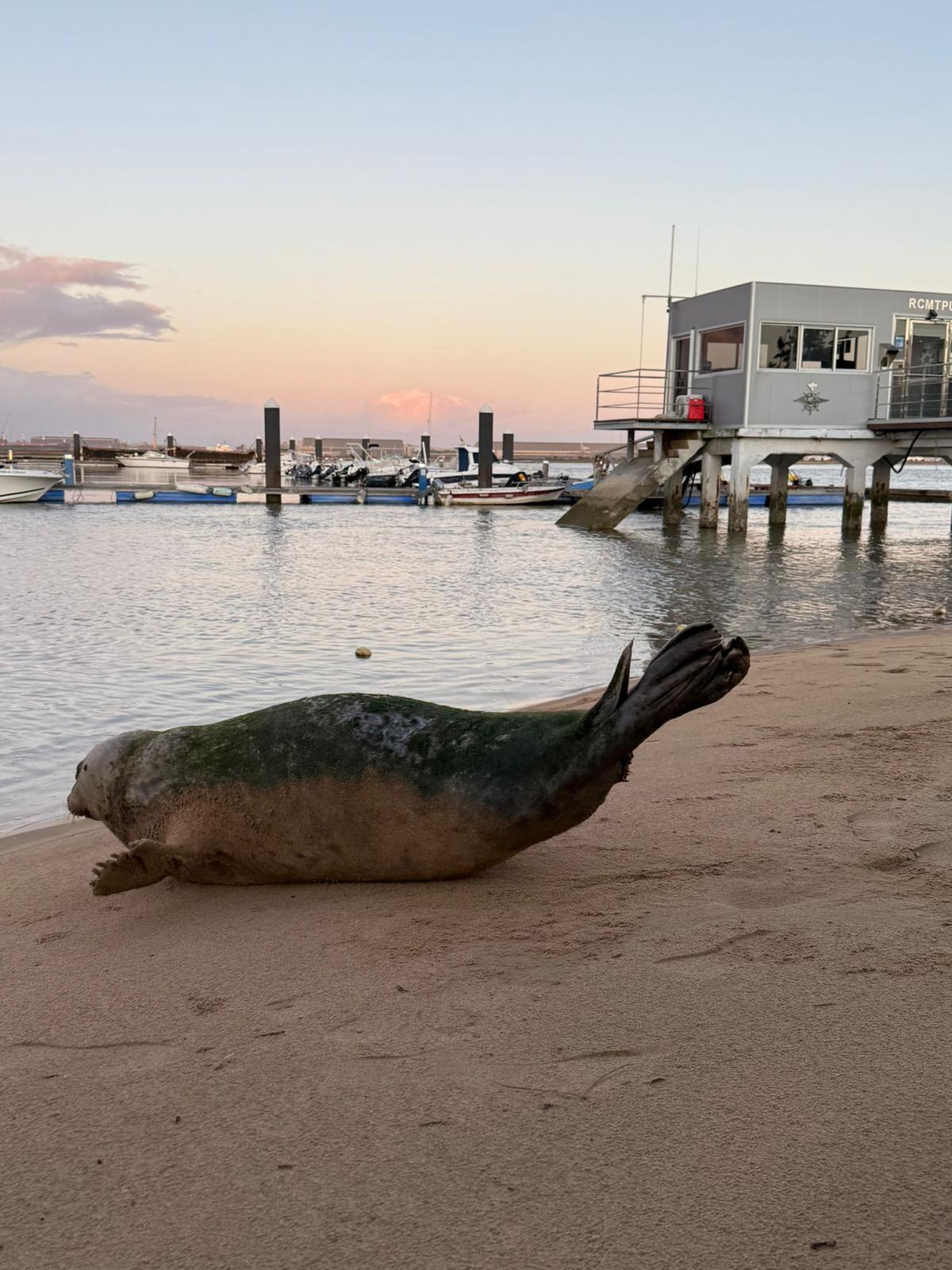 Ejemplar de foca monje localizado en Punta Umbría (Foto procedente de Whatsapp)