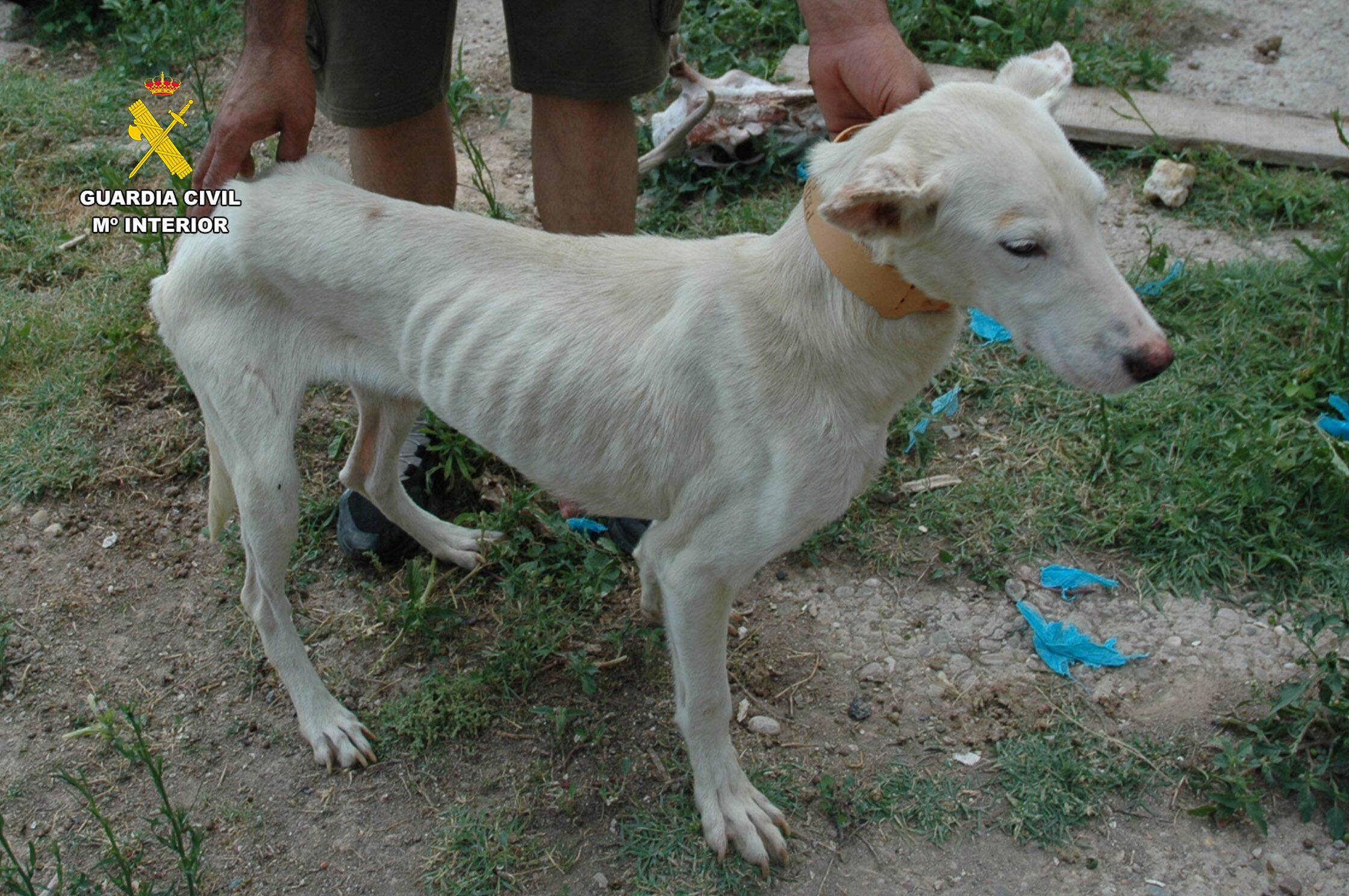 Maltrato animal en una perrera ilegal en La Rioja