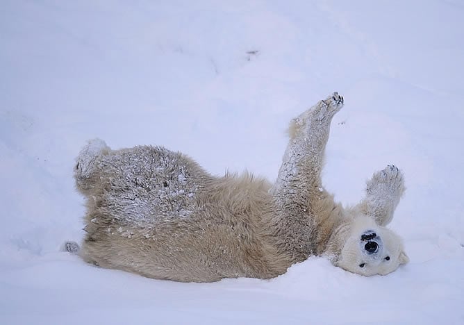 La Unión Internacional para la Conservación de la Naturaleza (IUCN) ha anunciado que difundirá un retrato diario de cada uno de los 365 animales y plantas bajo amenaza de extinción