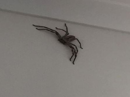 Esta es la araña cangrejo que apareció en el hogar australiano.