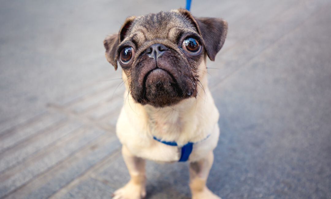 Un carlino se convierte en tendencia en redes sociales.