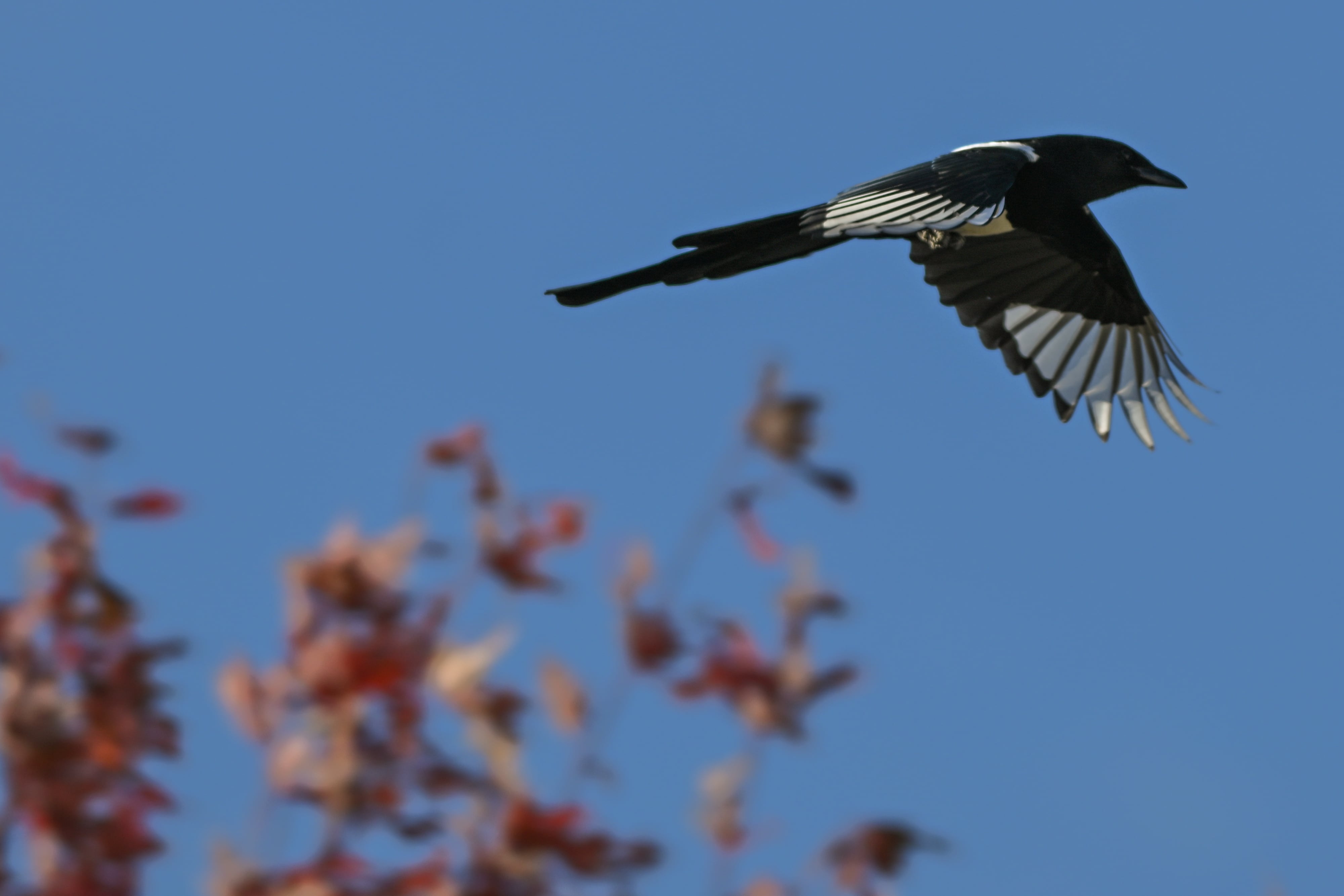 EDMONTON, CANADA - OCTOBER 11, 2023:Black-billed Magpie seen in Edmonton on October 19, 2023, in Edmonton, Alberta, Canada. (Photo by Artur Widak/NurPhoto via Getty Images)