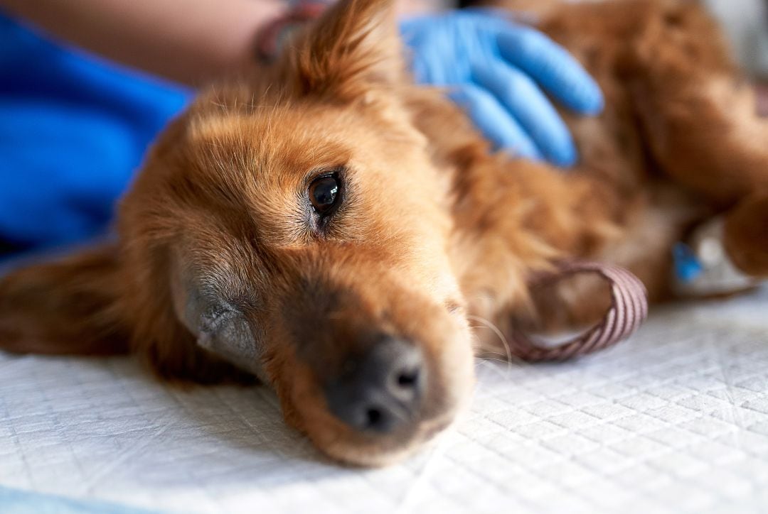 Imagen de archivo de un perro herido siendo atendido en una clínica veterinaria. 