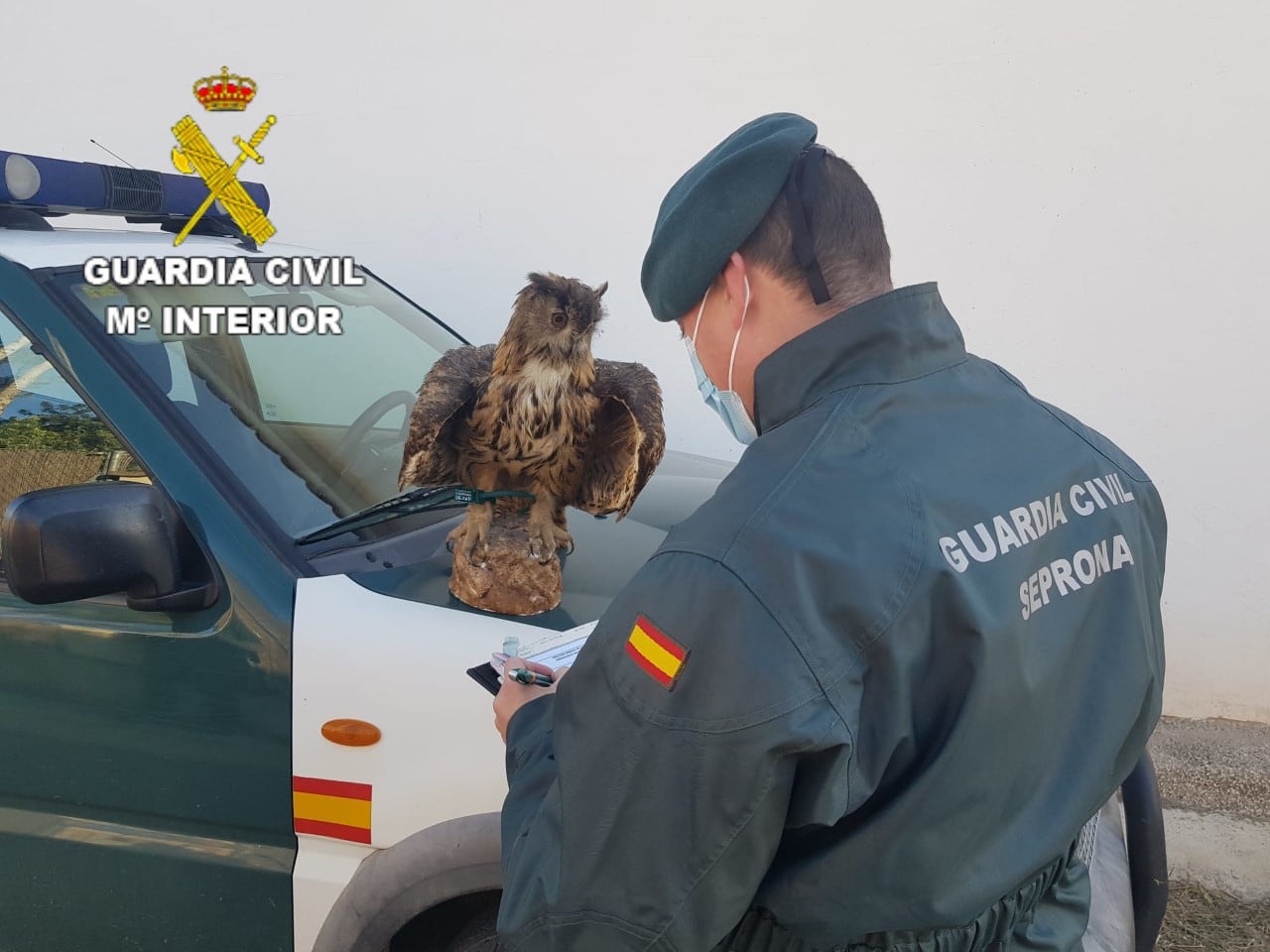 La Guardia Civil interviene un búho real naturalizado