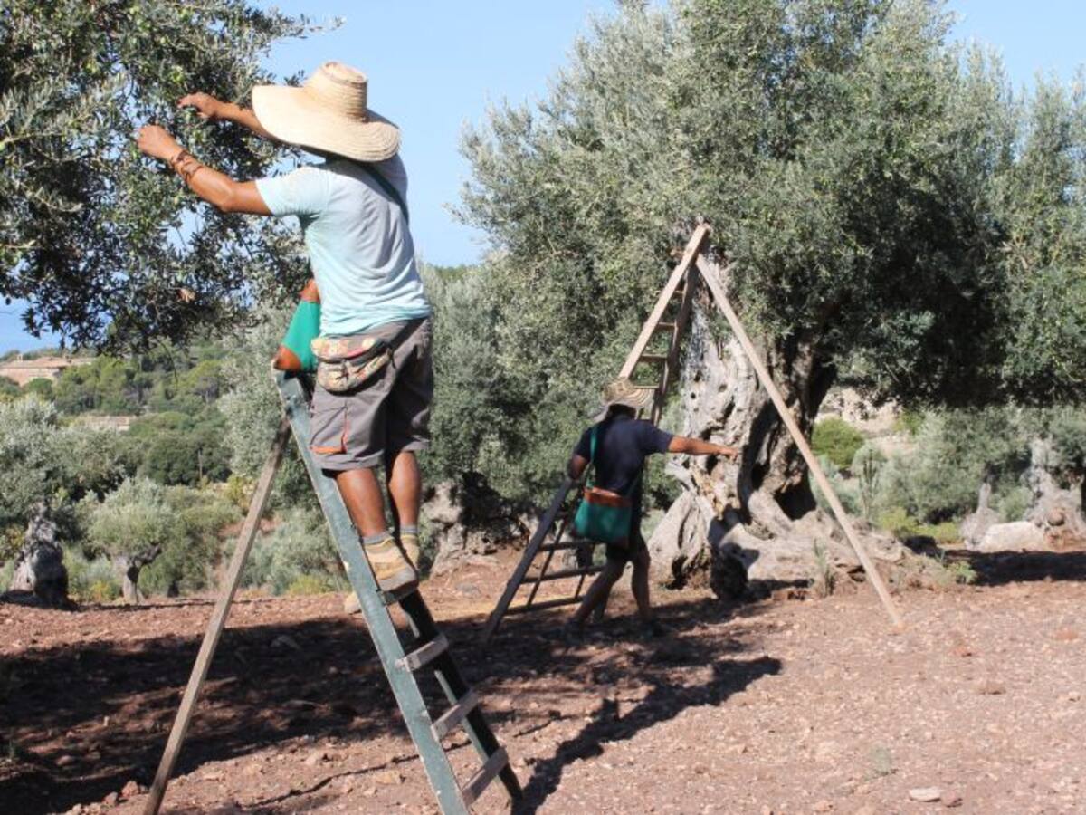 ASAJA advierte de que la nueva ley agraria podría invadir competencias estatales
