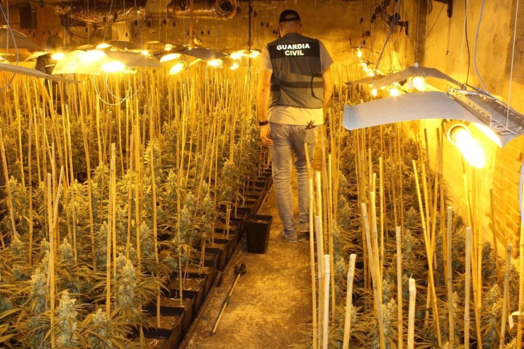 Imagen de la nave donde se cultivaban 1.300 plantas de marihuana