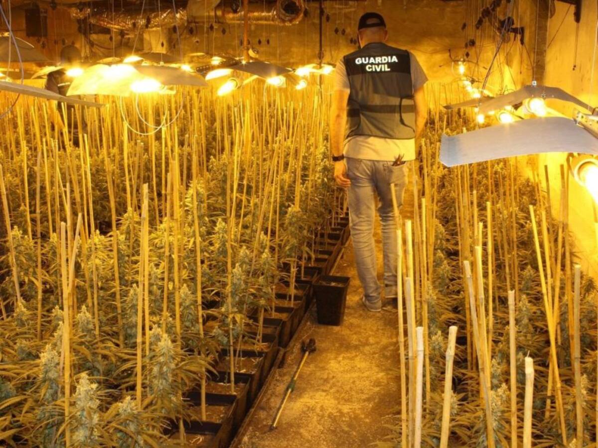 Desmantelada una nave que permitía cinco cosechas al año de marihuana con 1.300 plantas