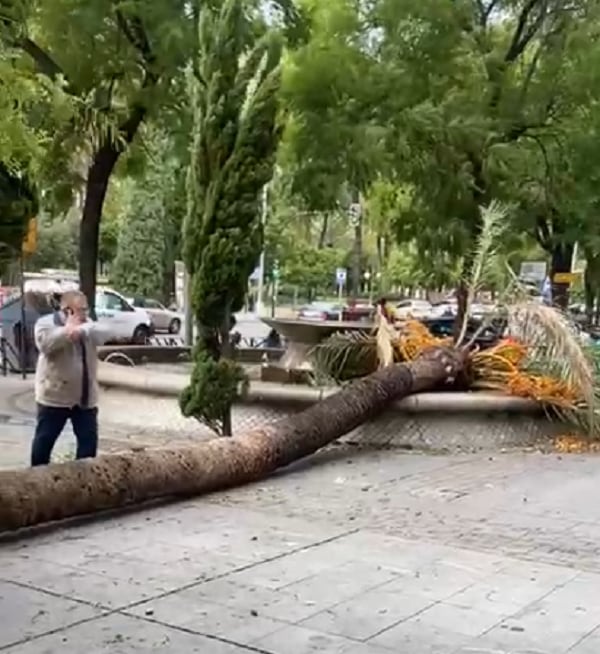 Palmera caída por el viento en Puerta Gallegos.