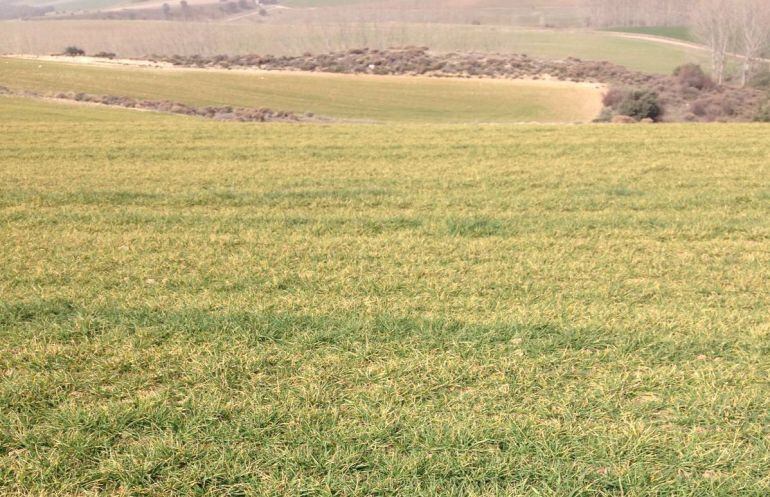 Imágenes de una parcela afectada por bajo crecimiento