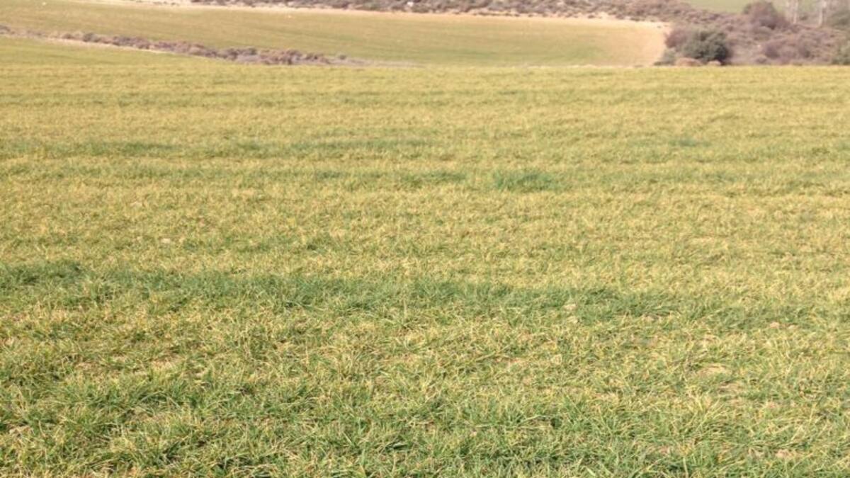 No hay plaga en el cereal de la Moraña