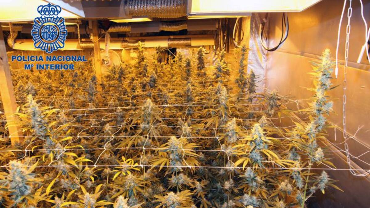 Incautadas 654 plantas de cannabis y casi 19 kg de hachís en Calblanque